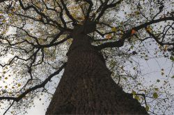 11 Baum
